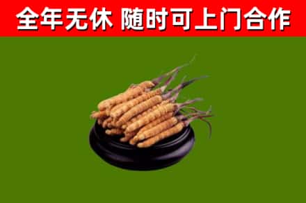 阜新回收冬虫夏草